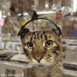Disco Cat Gif