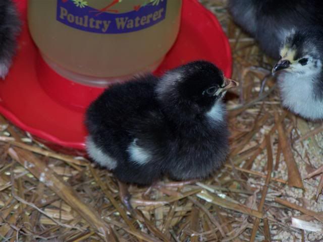 Black Australorp Chicks