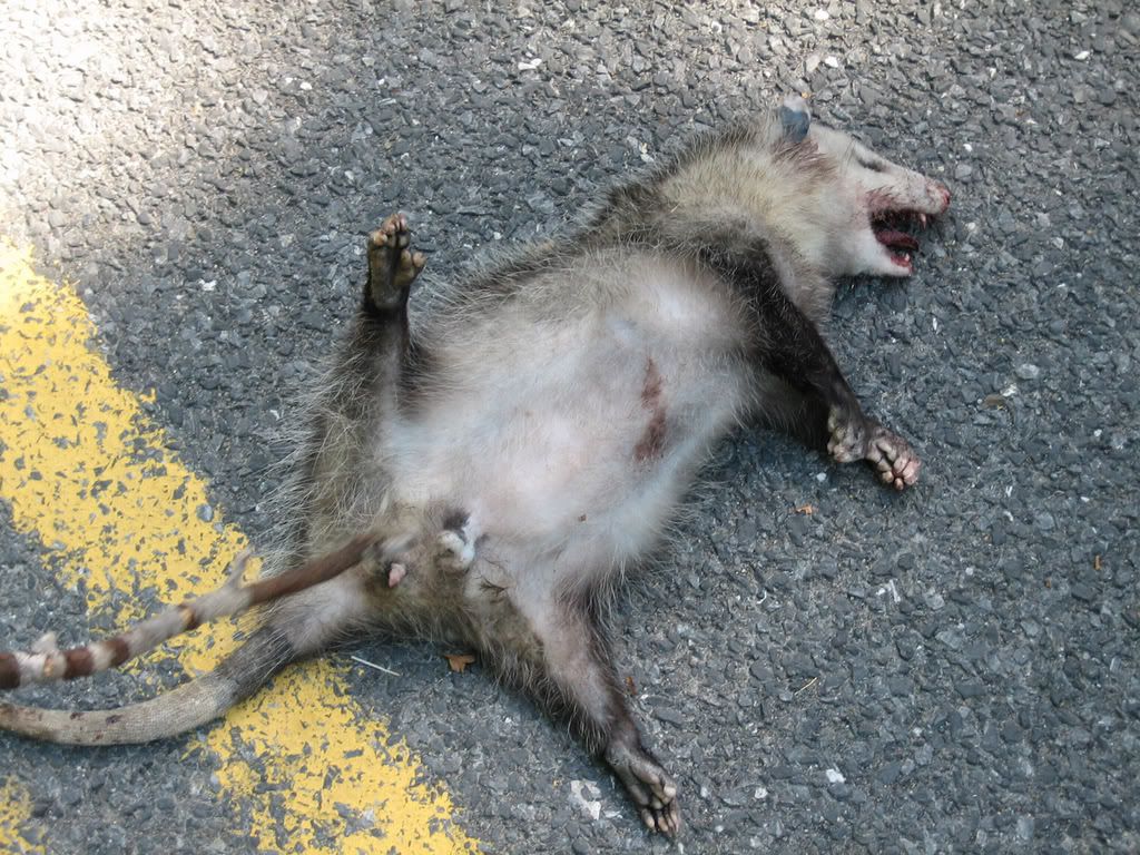 roadkill2.jpg