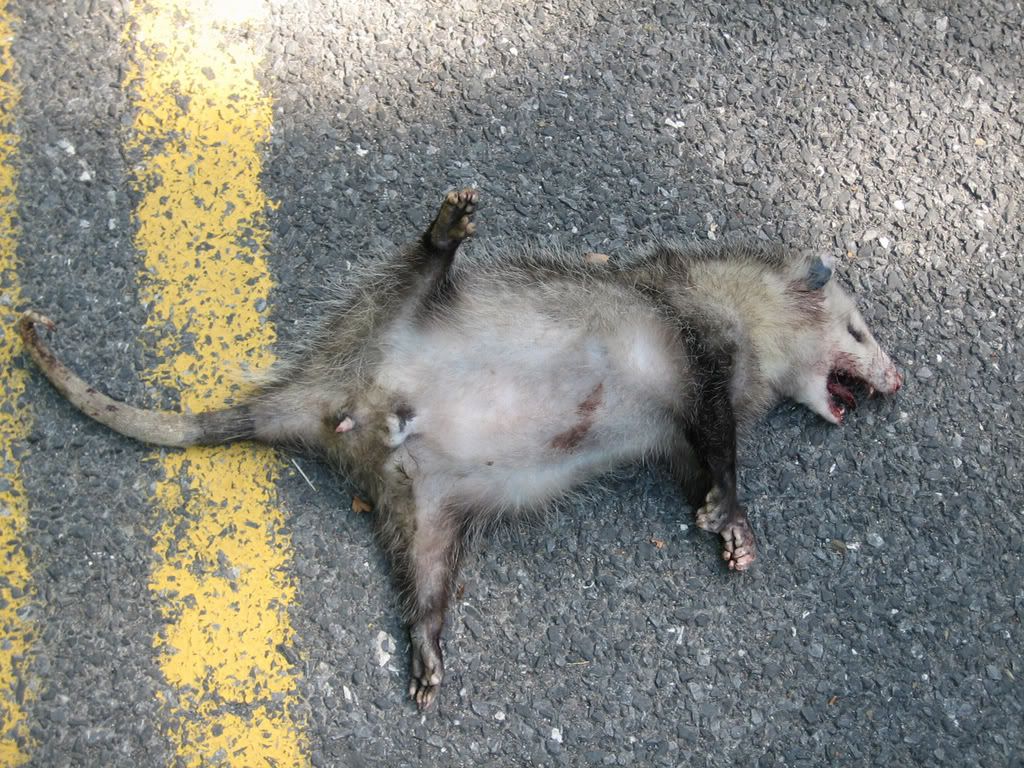 roadkill3.jpg