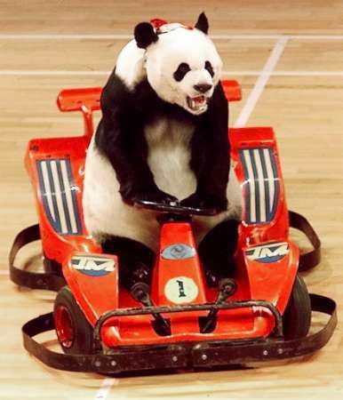 pandarace.jpg