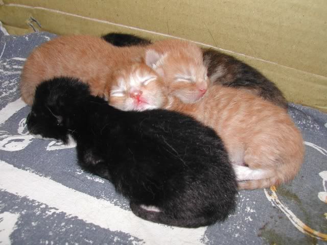 Black Newborn Kittens