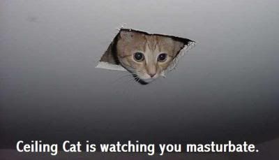 ceiling_cat-1.jpg