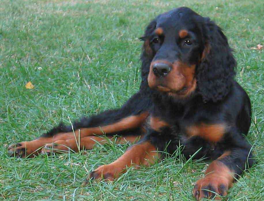 gordon_setter_01_puppies_for_sale.jpg