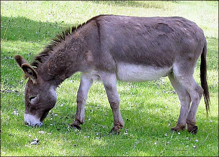 Donkey-1.png