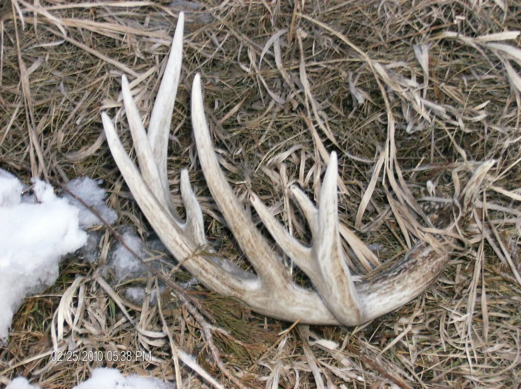 Shed Hunting 2010 Shed Hunting 2010