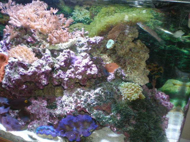 aquarium006.jpg