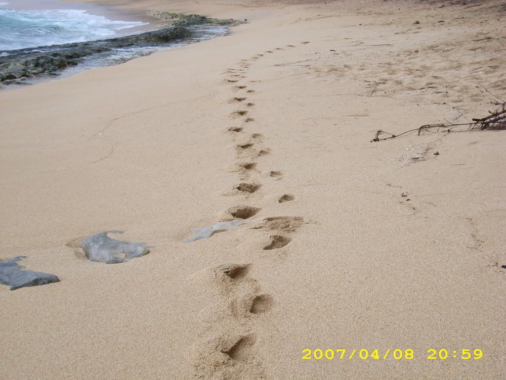 012.jpg follow my footprints to paridise image by teyah2007