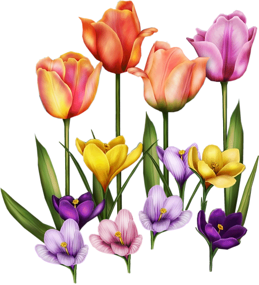 tulip.gif tulipanes image by PRINCEZA-ALEJANDRA