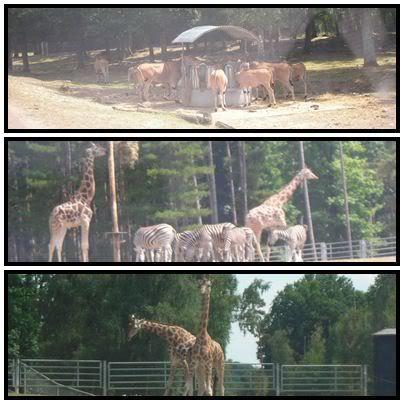 Parc de Thoiry