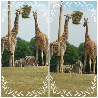 Parc de Thoiry
