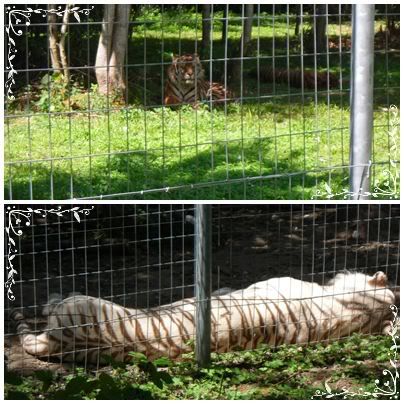 Le parc des F eacute lins