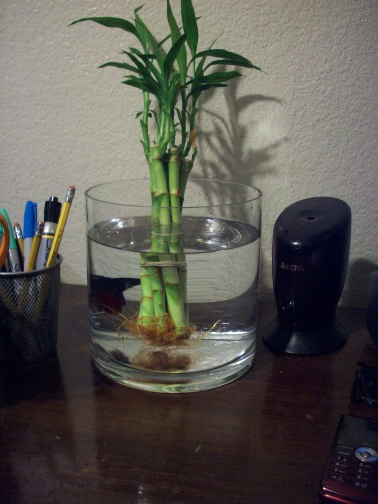 Betta Fish Bamboo