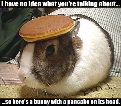 bunny with pancake on its head Pictures, Images and Photos