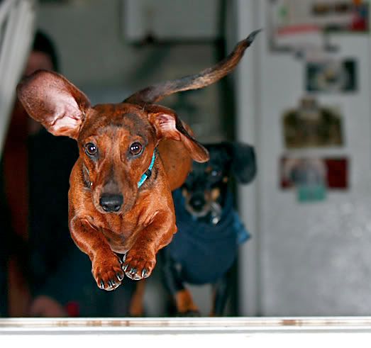 IMAGE: http://i164.photobucket.com/albums/u22/dcsmith_bucket/IMG_8440-2.jpg