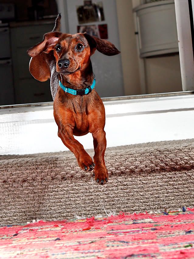 IMAGE: http://i164.photobucket.com/albums/u22/dcsmith_bucket/IMG_8455copy.jpg