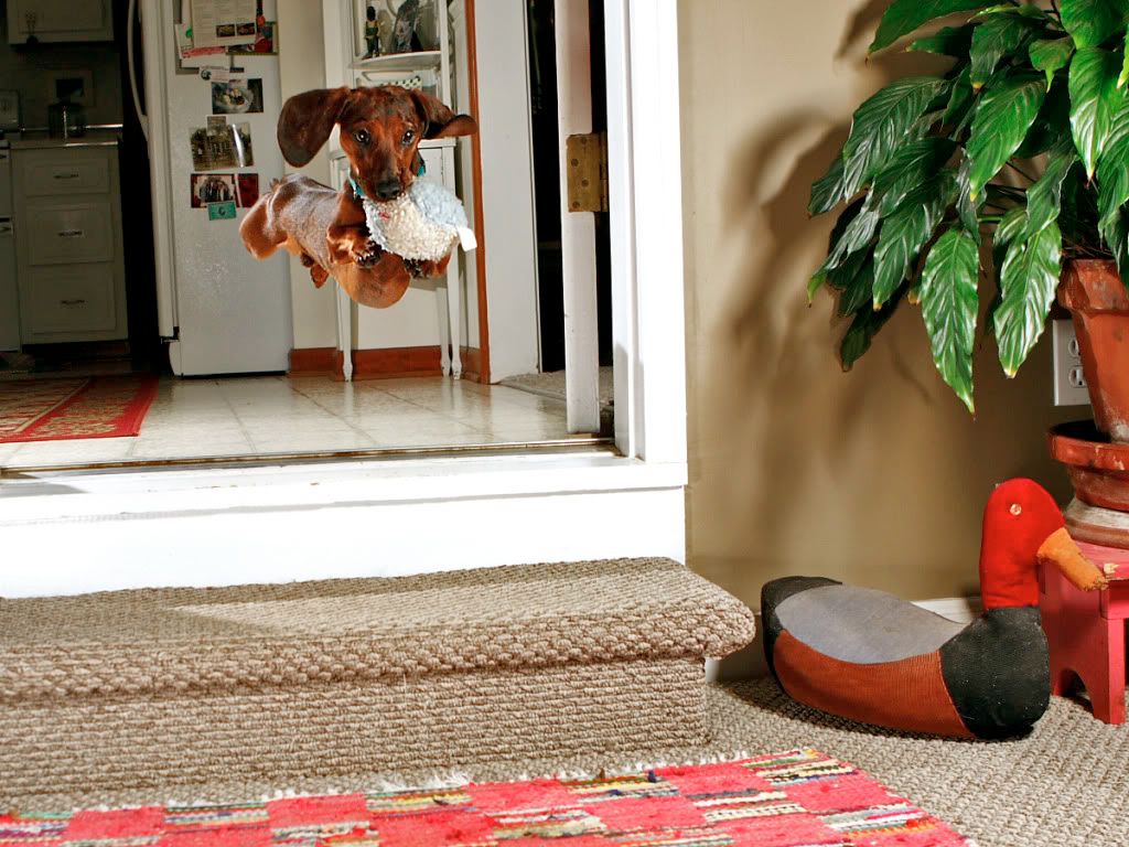 IMAGE: http://i164.photobucket.com/albums/u22/dcsmith_bucket/IMG_8468copy.jpg