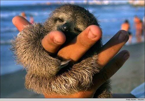 sam the sloth