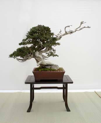 Second-Prize-Best-Bonsai.jpg