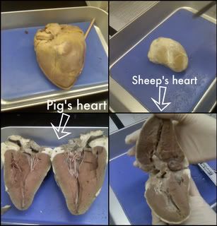 Cow Heart Dissection