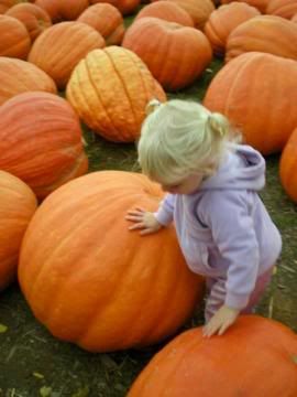 BIG pumpkins