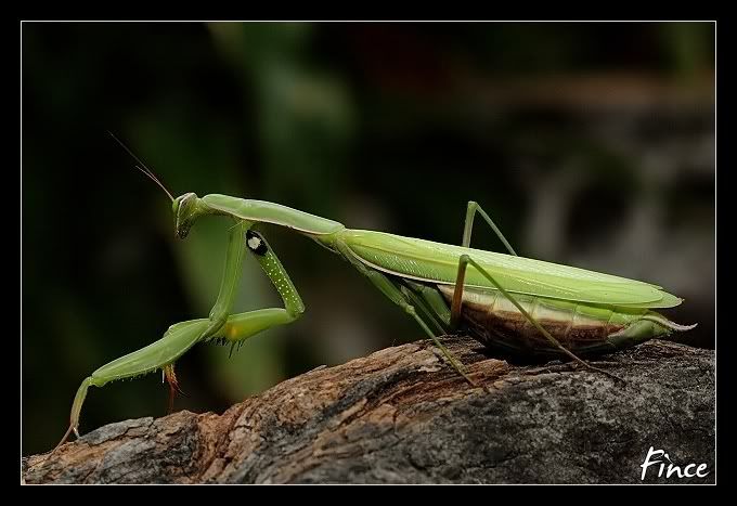 Mantis religiosa Pictures, Images and Photos