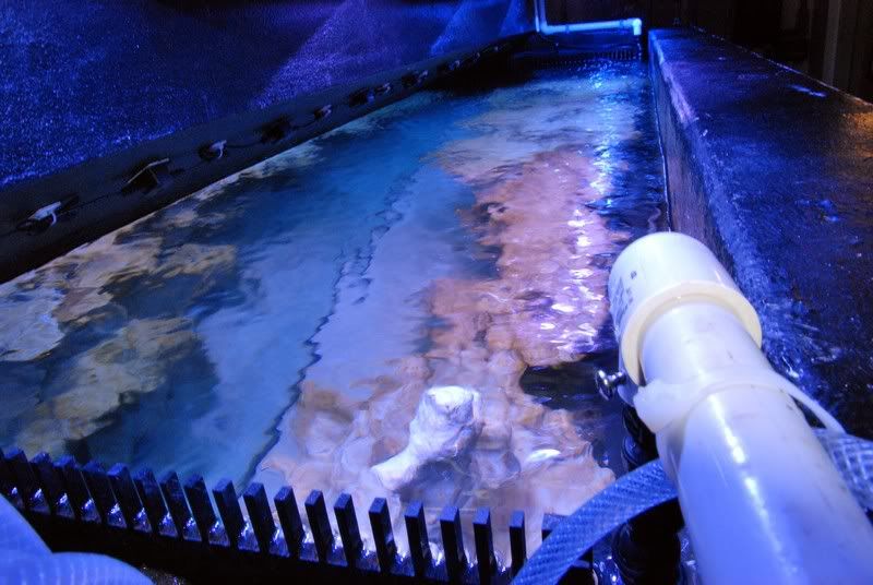 skimmer skimmer