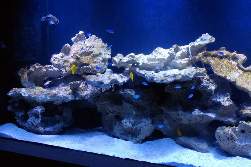 tangs tangs