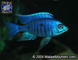 Cazureus_male.jpg