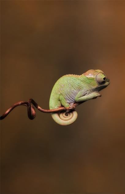 baby-chameleons2.jpg