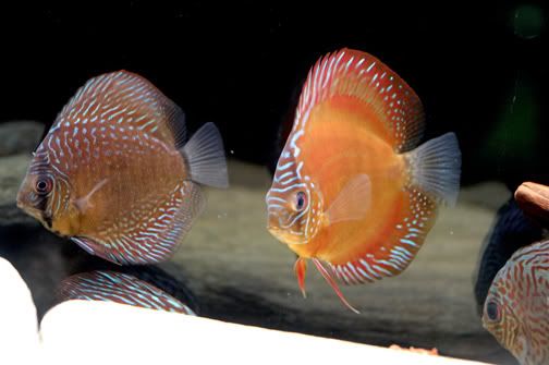 discus-DSC_0045.jpg