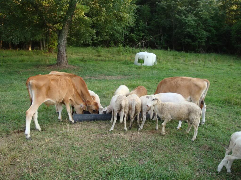 Sheep & Cows