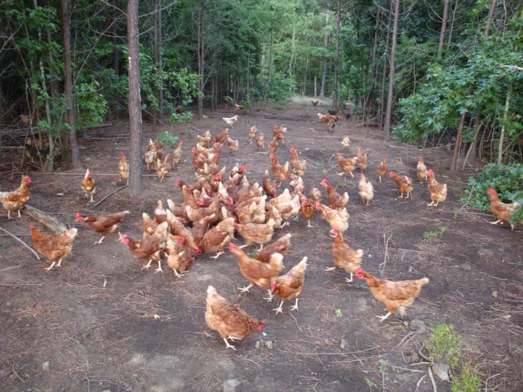 Egg-Laying Hens