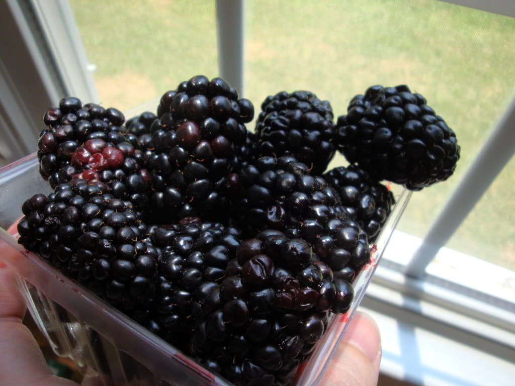 Monster Blackberries
