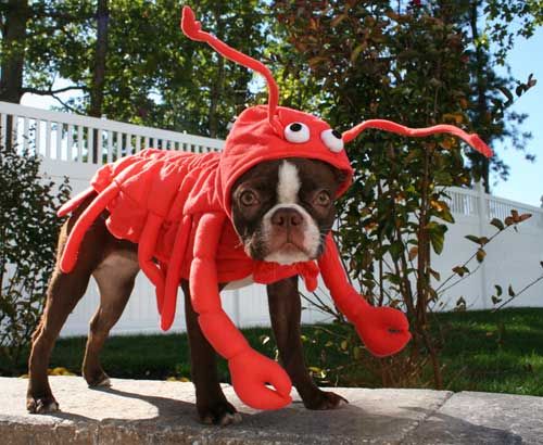 lobsterdog2.jpg