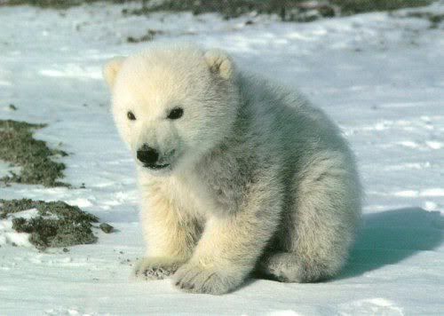 external image cute_polar_bear.jpg