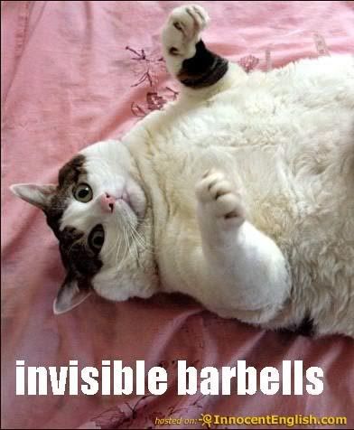 cat.jpg