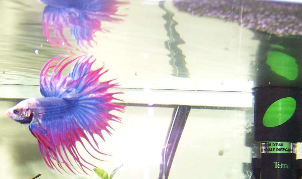 betta1.jpg