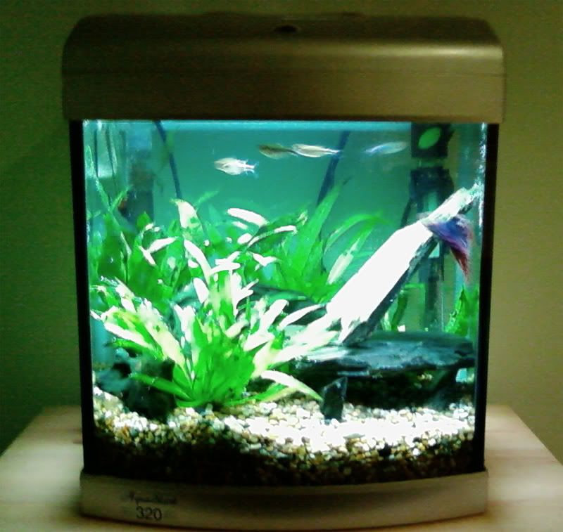 plants2.jpg
