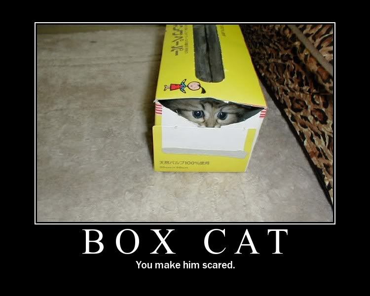 cat in boxes