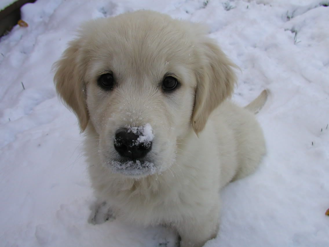 snow dogs lol Pictures, Images and Photos