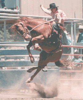 Buck The Rodeo