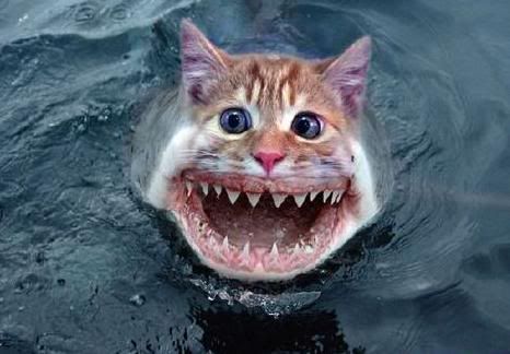 image: funny20cat20shark