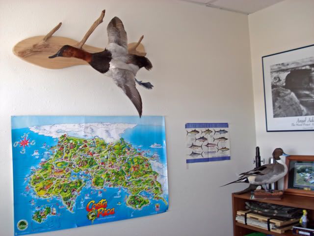 canvasback Back from Birds by Bercier | Duck Hunting Forum