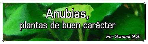 Anubias, plantas de buen caracter