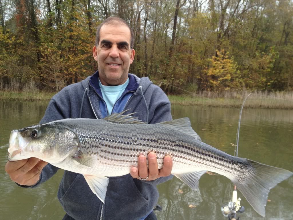 October Lanier Striper Fishing.....Pics Extra Heavy... GON Forum