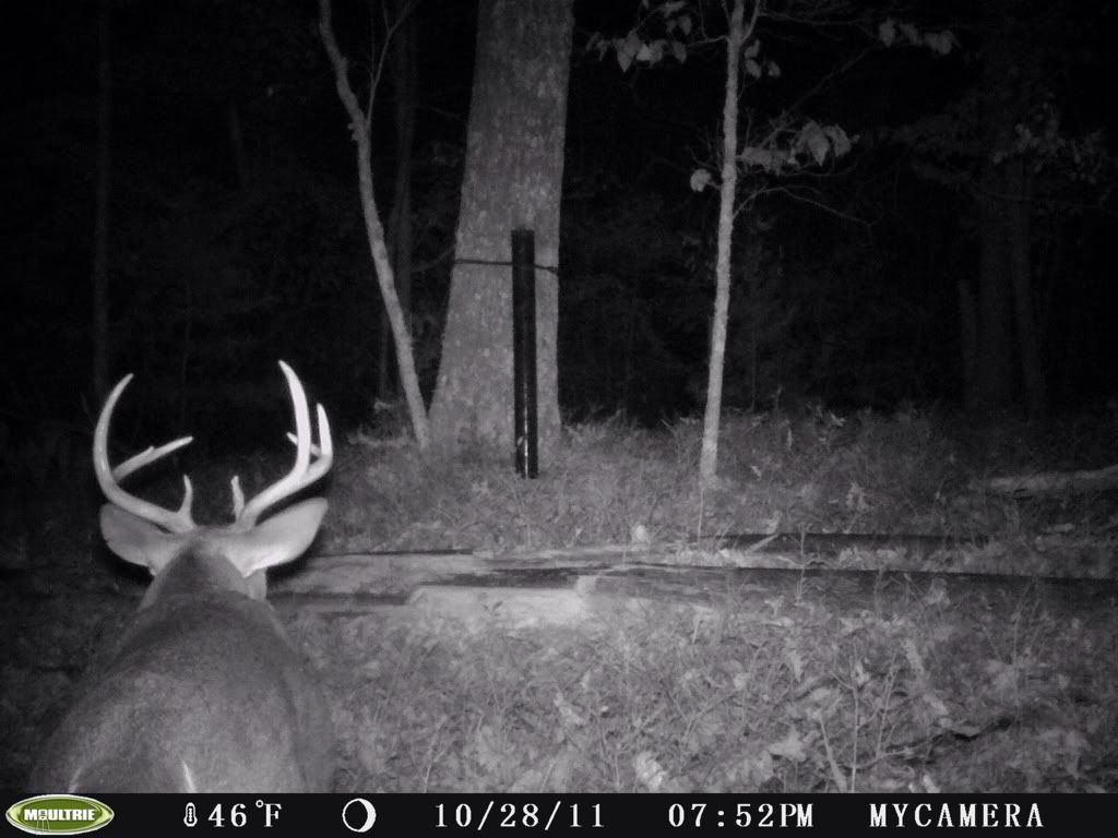 Bucks Eating From Home Made Feeders Gon Forum