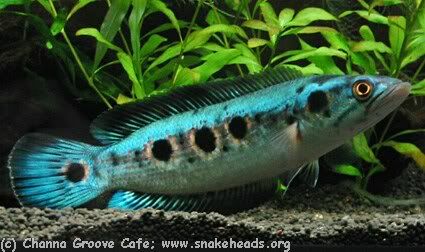 Channa_pleurophthalma_snakeheads-or.jpg