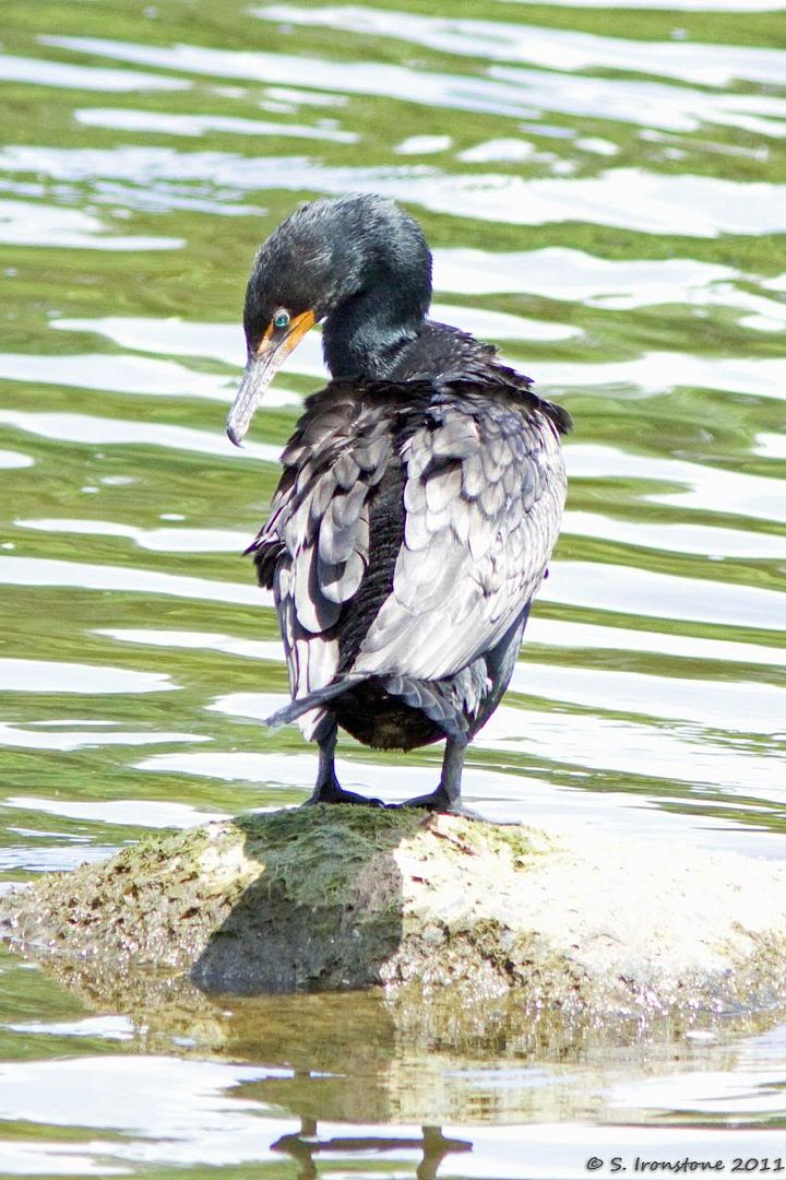 IMAGE: http://i164.photobucket.com/albums/u38/Stevie202/Portfolio/Birds%20and%20Beasts/IMG_0521.jpg