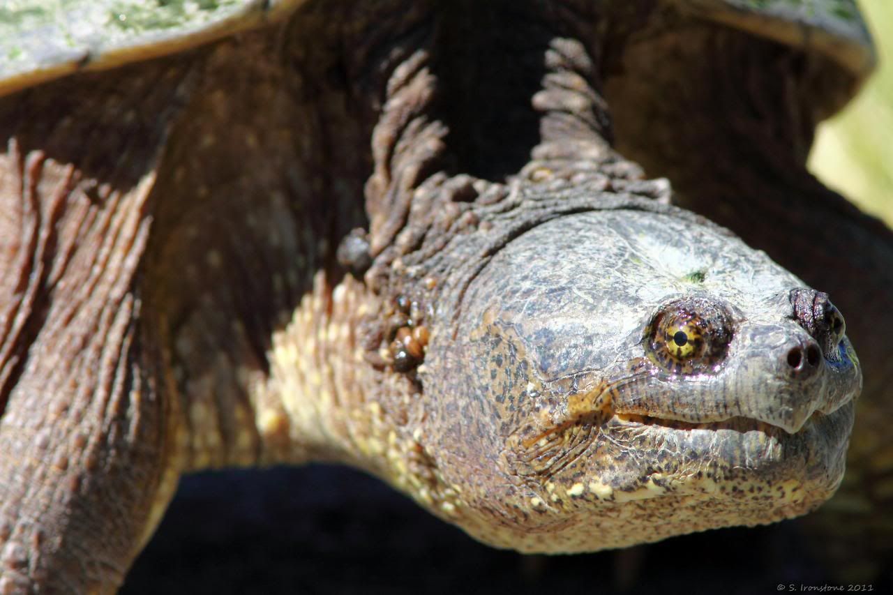 IMAGE: http://i164.photobucket.com/albums/u38/Stevie202/Portfolio/Birds%20and%20Beasts/IMG_1167.jpg